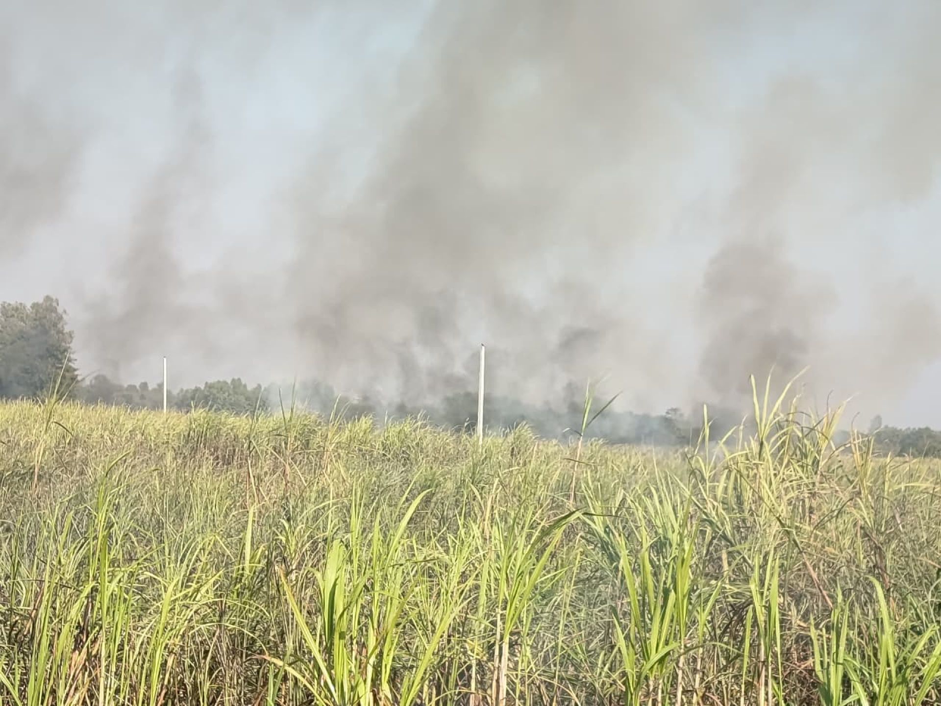 सर्लाहीको उखु खेतीमा भीषण आगलागी